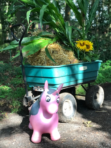 Ponyhof kleine Auszeit - Reitunterricht, Ponyreiten, Reitpädagogik und Events in Uchte